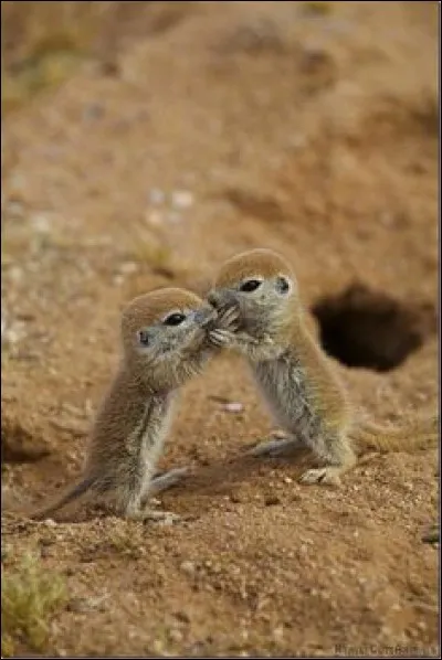 Fougère tropicale, cultivée en appartement ou en serre !