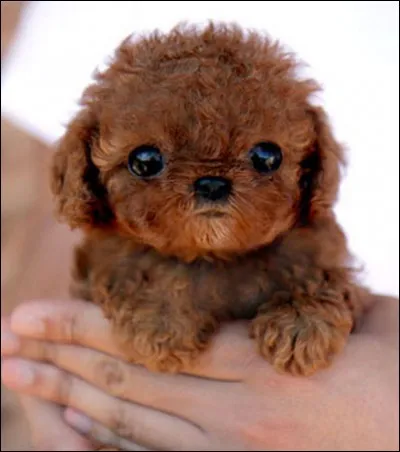 Chanson du groupe Genesis !