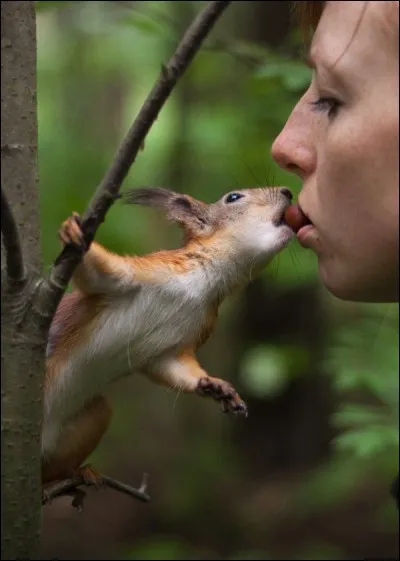 Oiseau d'Amérique du Sud, appelé oiseau-trompette !