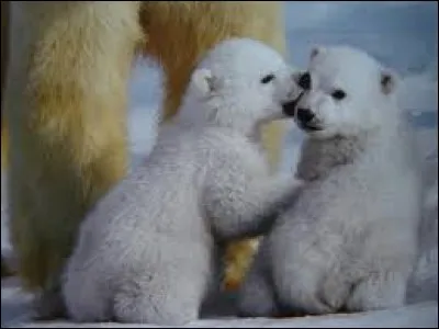 Quel poids peut parfois atteindre le mâle ours blanc adulte ?