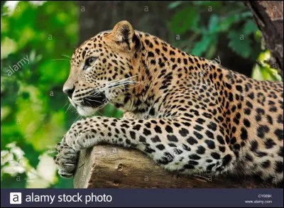 Que mange le l&eacute;opard ?