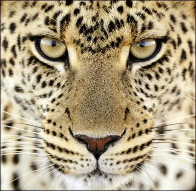 Les l&eacute;opards appartiennent &agrave; la cat&eacute;gorie :