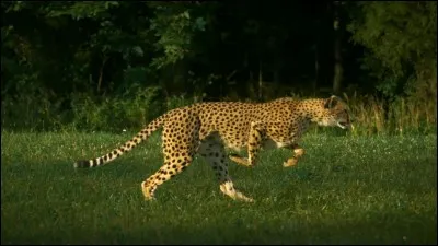 &Agrave; quelle vitesse va-t-il en moyenne ?