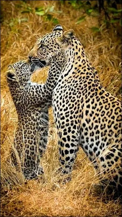 Combien a-t-il de petits ?