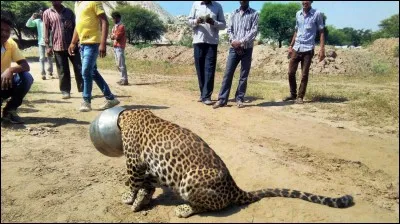 Le l&eacute;opard est-il menac&eacute; ?