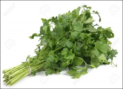 Peut-on donner du persil à une femelle en gestation ?