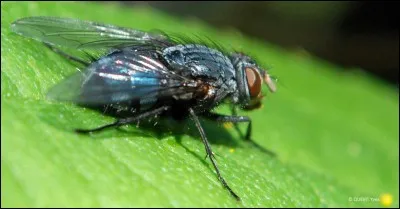 Une mouche se pose sur ton assiette. Que fais-tu ?