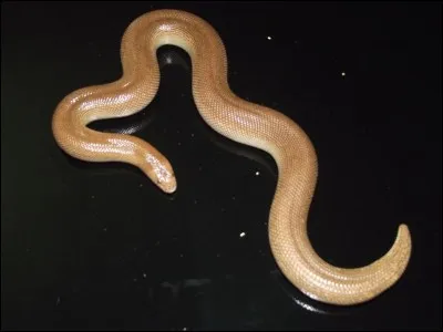 Connais-tu celui-ci ?