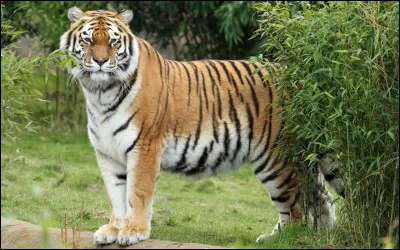 Ce tigre est un tigre...