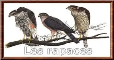 Lequel de ces rapaces est connu pour être l'oiseau le plus rapide du monde en piqué ?