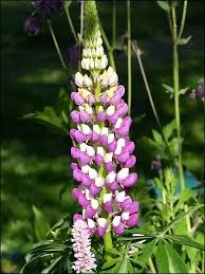 De quelle fleur s'agit-il ?