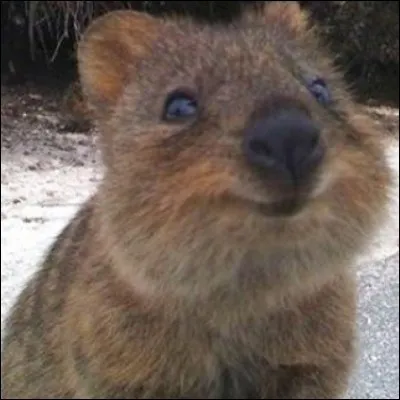 Le quokka vit :