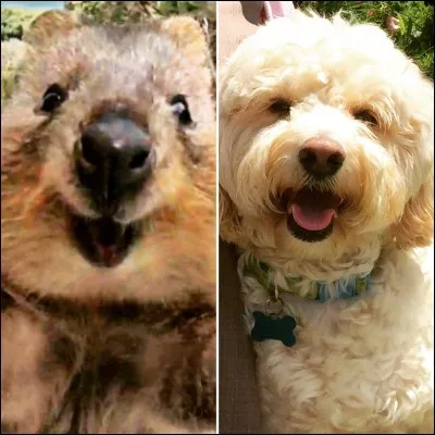 Le quokka fait partie de la famille du :