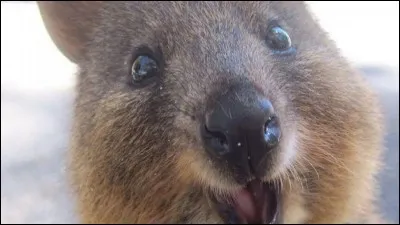 Les quokkas vivent :