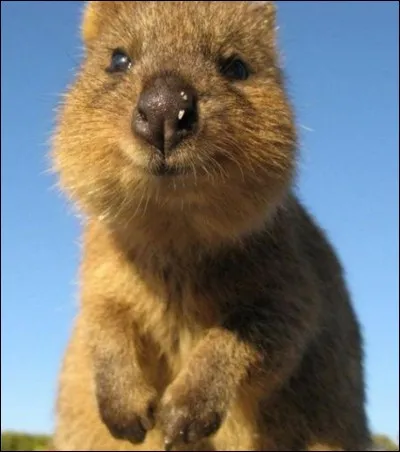Le quokka est plutôt :