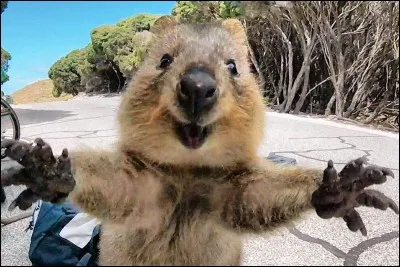 À la naissance, le bébé quokka pèse :