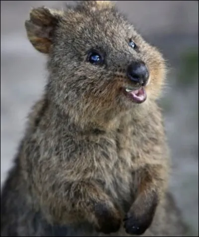 Le quokka peut vivre :