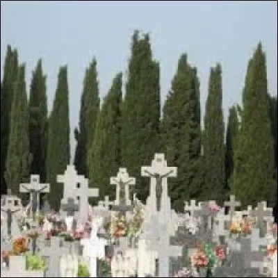 Ce conifère que l'on trouve souvent dans les cimetières (parfois en compagnie d'ifs) symbolise la tristesse et le deuil depuis l'Antiquité, il s'agit du :