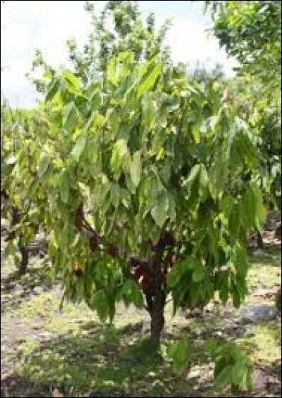 Quel arbre produit la cabosse ? Le ...