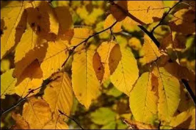 Quelle est la caractéristique d'un arbre ou d'un arbuste « marcescent » ?