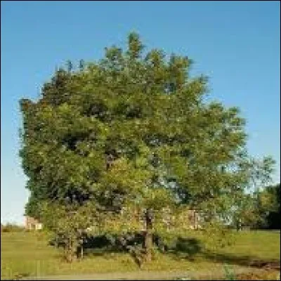 Deux de ces arbres sont à feuilles simples, lequel est un arbre à feuilles composées ? Le...