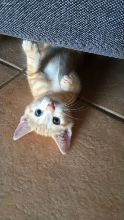 Combien a-t-il/elle de frères et surs ?