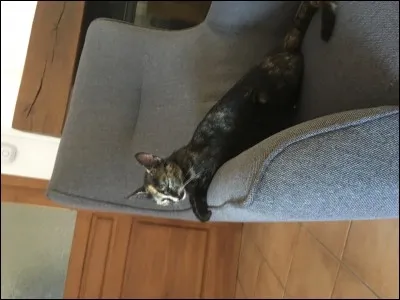 Quel est son animal de compagnie ?