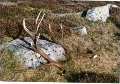 Chez quelle espèce de cervidés le mâle et la femelle possèdent tous les deux des bois ?