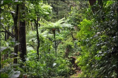 Dans le monde végétal, la lutte pour la vie fait rage. Comment les espèces les plus fortes éliminent-elles les autres ?
