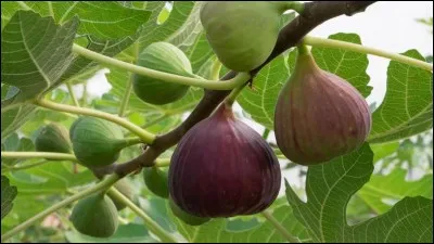 Quel est le mot de genre féminin?