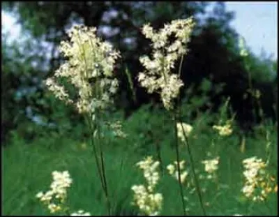 L'acide salicylique a été découvert au XIXe siècle . On le trouve dans le saule et dans une autre plante. Laquelle ?