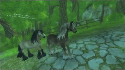 Quelle est cette race qui peut aller dans la neige ?