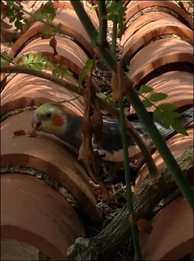 Si le Choixpeau te met à Poufsouffle, comment réagis-tu ?