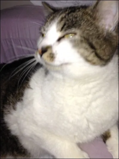 Quelle est ta couleur préférée ?