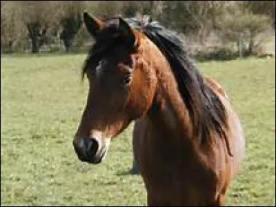 Quand les oreilles du cheval sont en avant que veut-il te faire comprendre ?