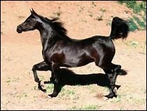 Quiz Galop 1