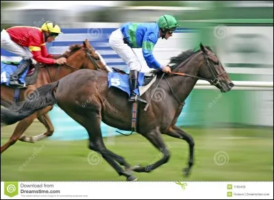 Il s'agit de quelle sorte de chevaux sur cette image ?