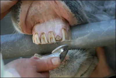Comment s'appellent les trois premières dents d'un cheval ?