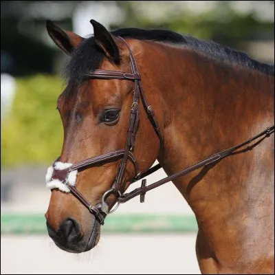 Comment s'appelle cette muserolle ?