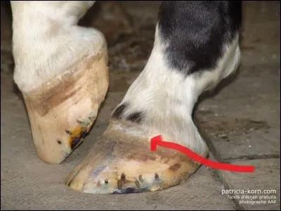 Quel est cette partie du cheval ?