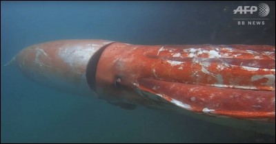 Quelle est la longueur maximale du calamar géant adulte ?