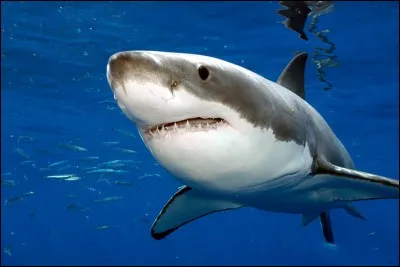 Quel est le poids moyen du requin blanc adulte ?