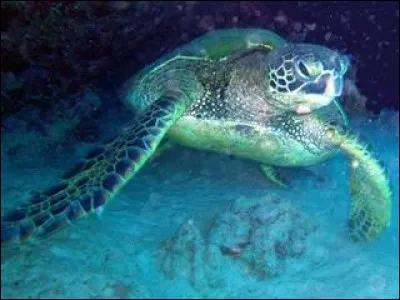 Combien pèse en moyenne la tortue luth adulte ?