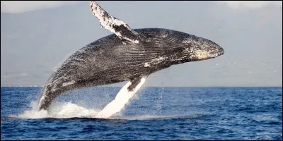 Combien pèse la baleine à bosse adulte ?