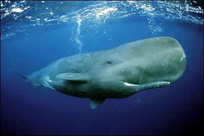 A combien de mètres de profondeur vit le cachalot ?