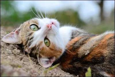 Comment s'appelle la sur d'Étoile de Jais ?