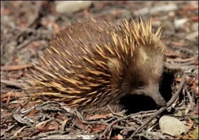 Quelle est la longueur de l'échidné à nez court ?