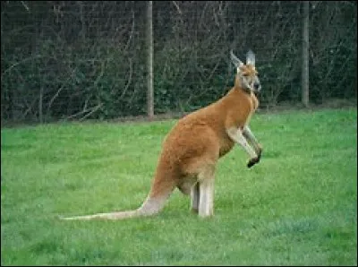 Quelle est la durée de vie pour un kangourou roux ?