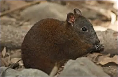 Quel est le poids du kangourou-rat musqué ?