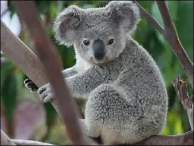 Quelle est la longueur de la queue du koala ?